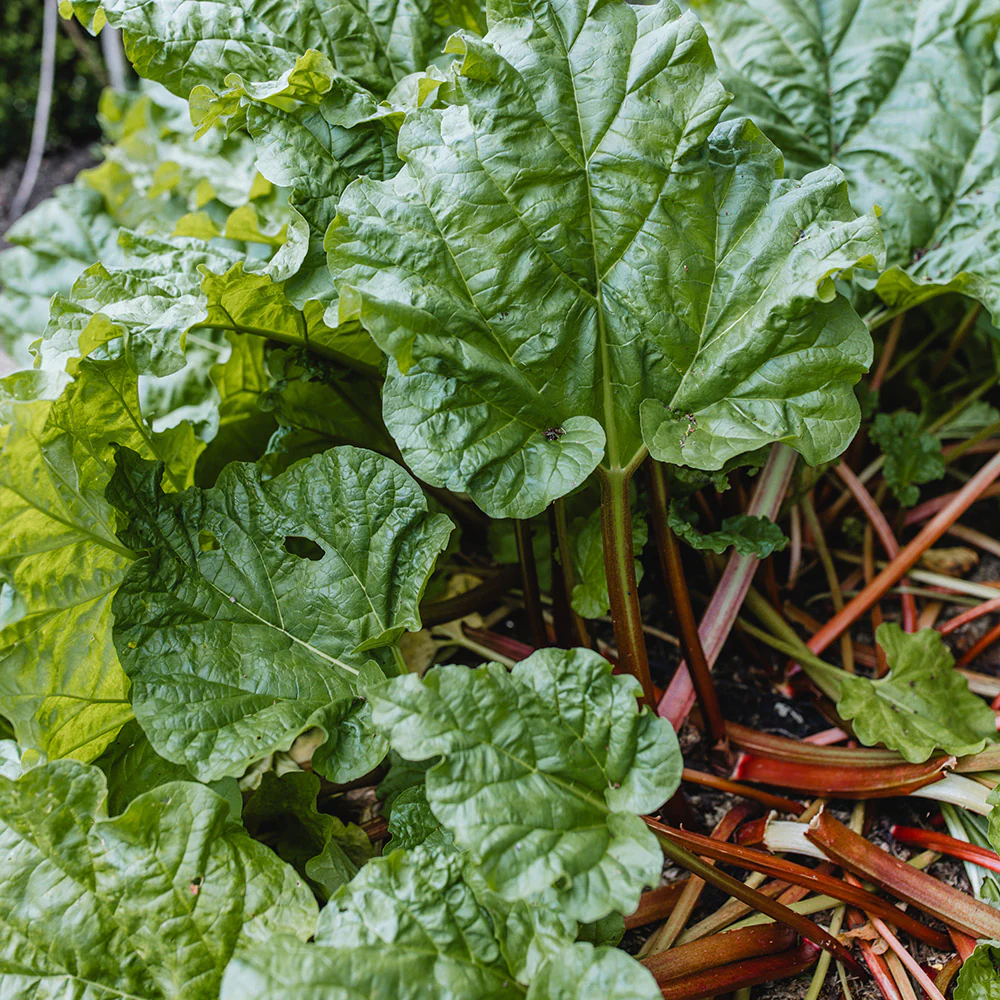 Highgrove Organic Rhubarb Gin - Image 3