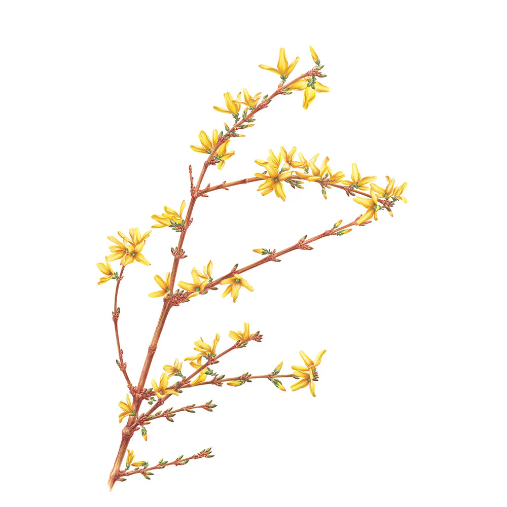 The Highgrove Florilegium - Image 7